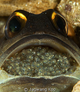 Jawfish with eggs by Jagwang Koo 